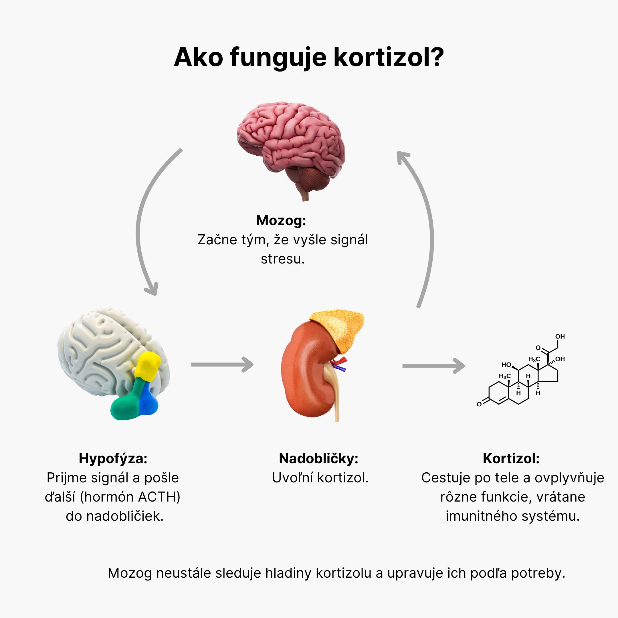 (Slovenčina) Jak funguje kortizol